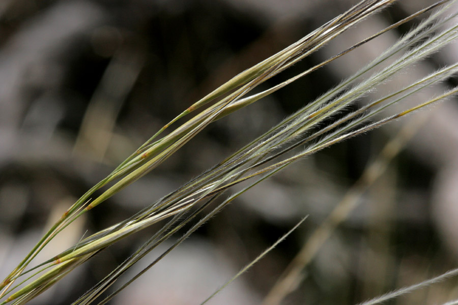 Seeds and awns of Aristida divaricata, poverty threeawn