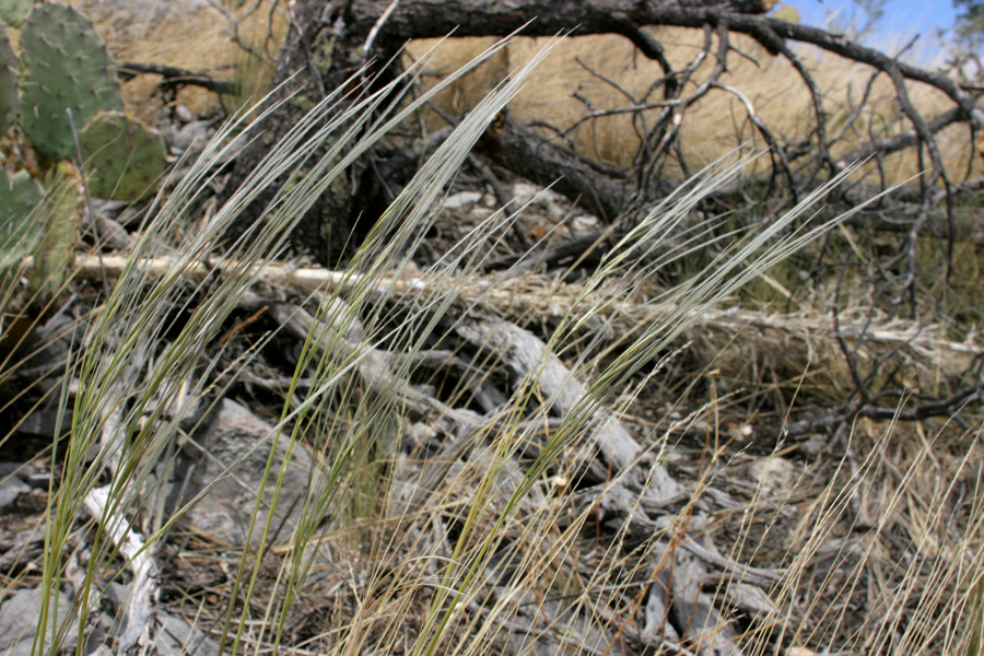 Growth habit with gracefully bending stems of Aristida divaricata, poverty threeawn