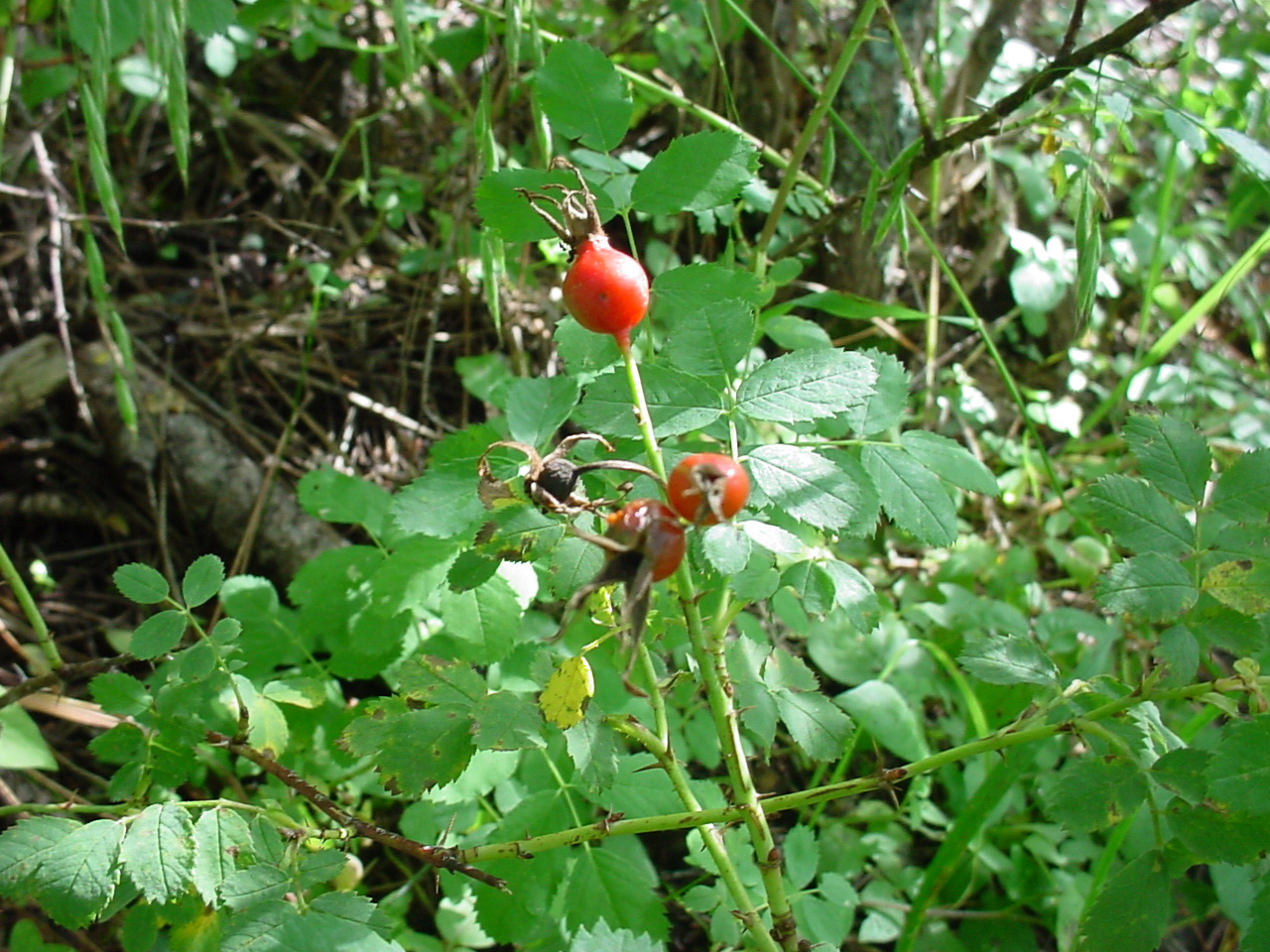Bright red fruit and compound foliage of the wild rose