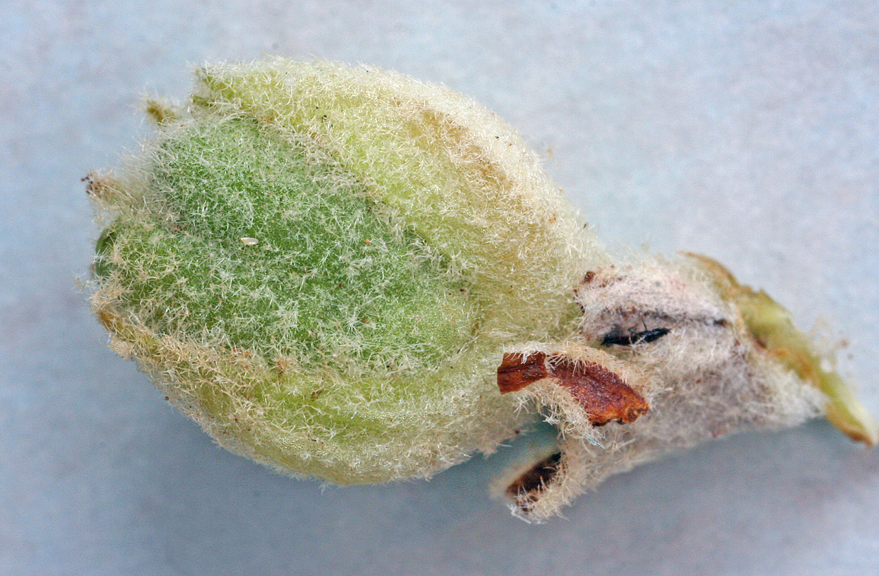 Immature seed capsule, which is fuzzy like much of the rest of the plant