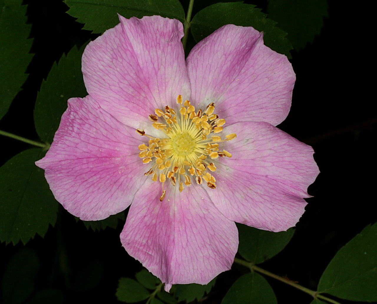 Pink flower with five petals and plentiful yellow stamens