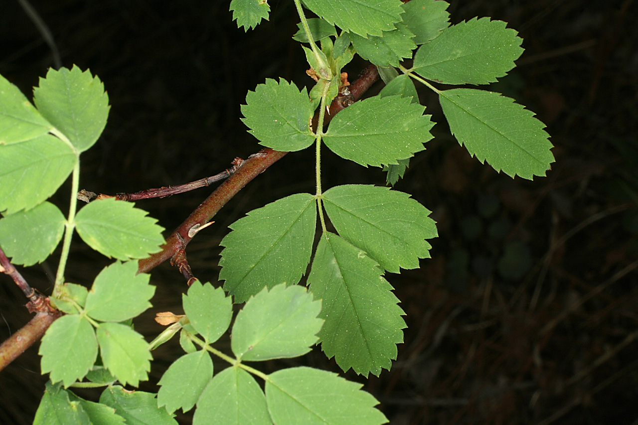 Compound leaves. The leaflets have toothed margins.