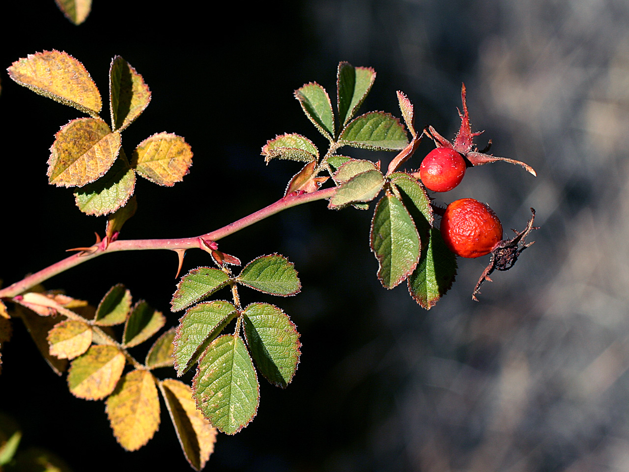 A twig with slightly burnished foliage and two bright red hips (fruits) retaining sepals from their flower stage