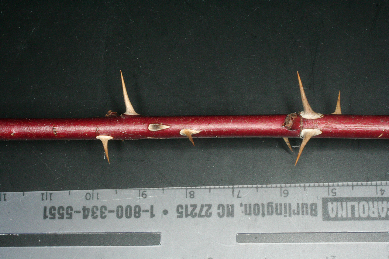 Reddish-brown thorny twig