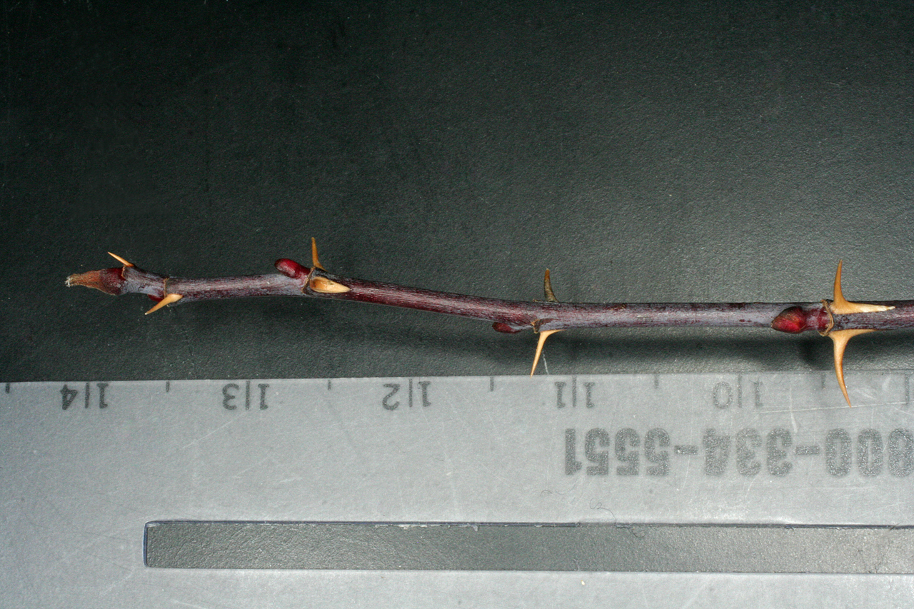 A winter twig showing leaf scars and tiny red buds that will become new growth