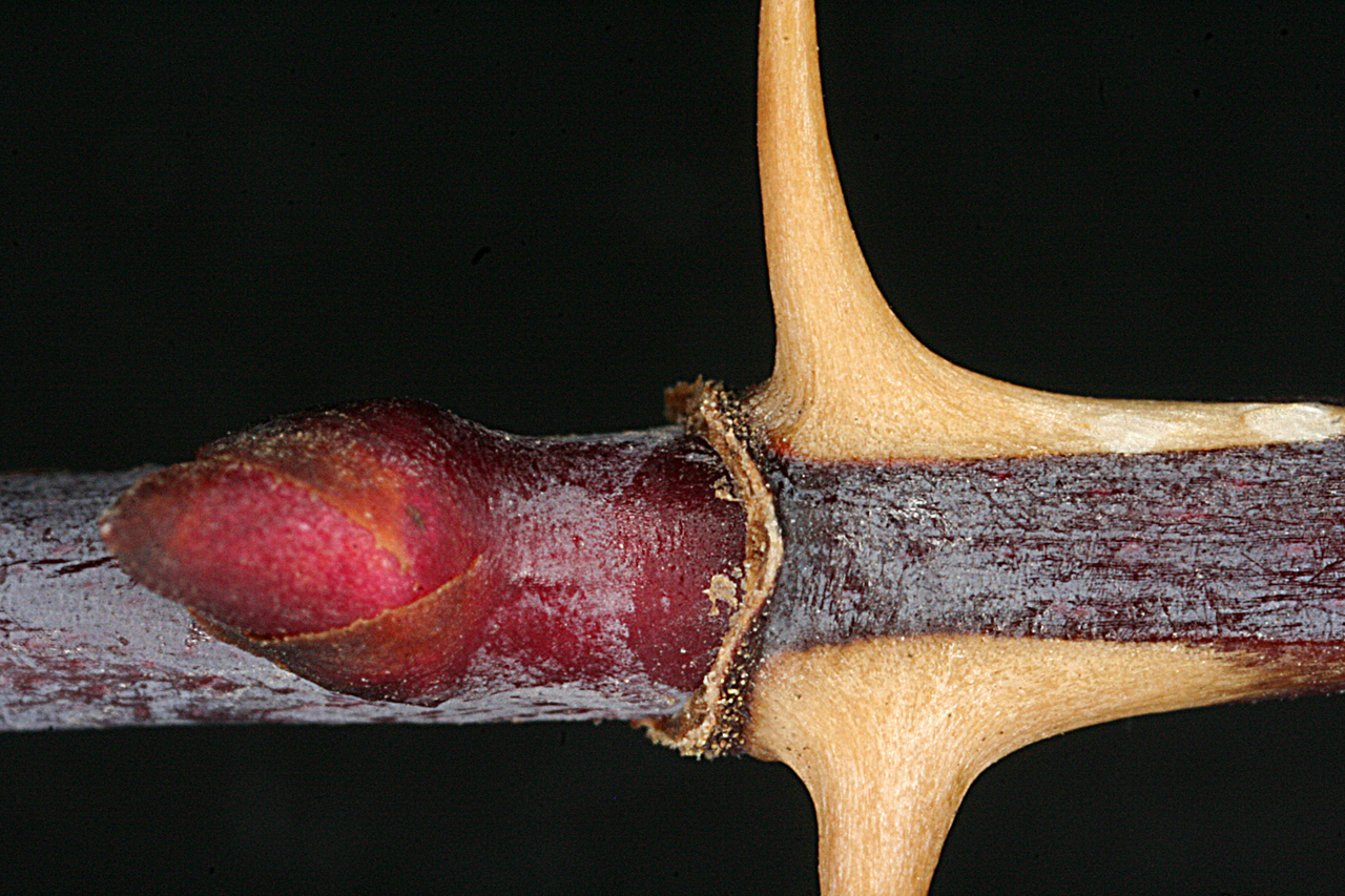 Close-up of leaf scar and thorns on twig