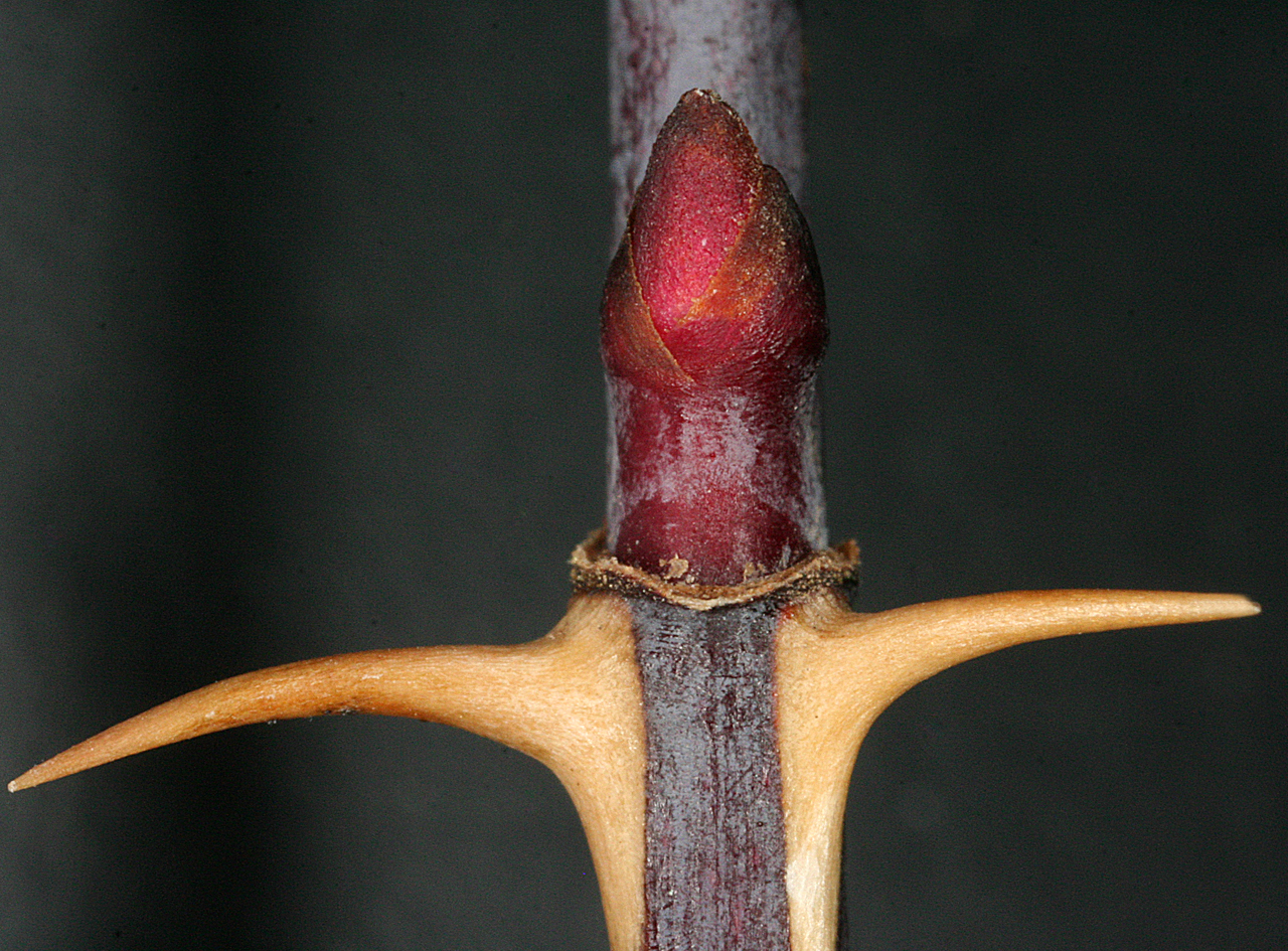 Close-up of bud and thorns on twig