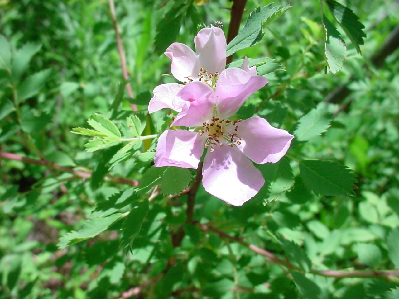 Two pink blooms