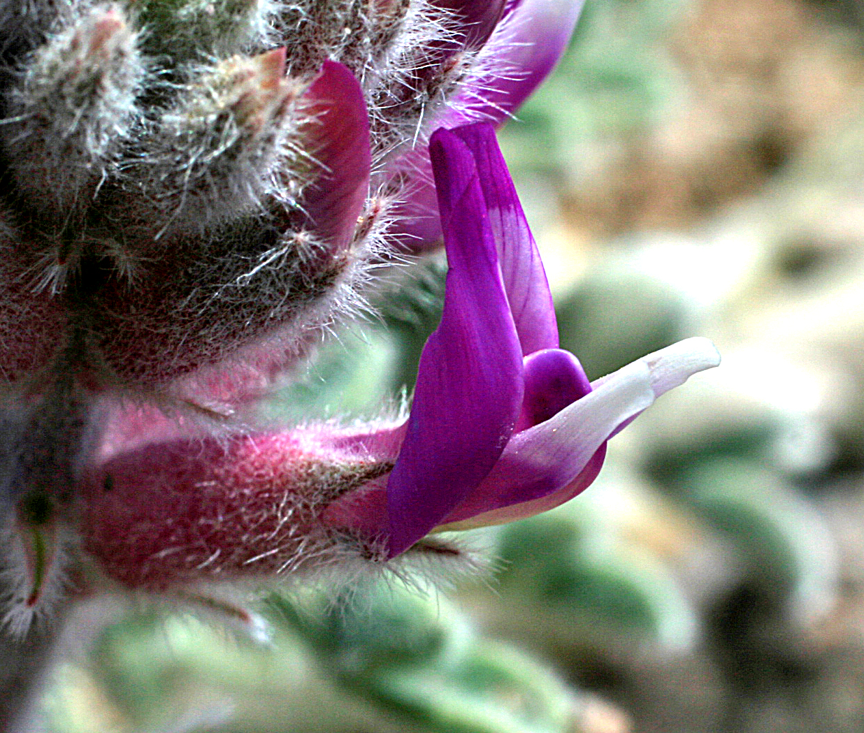 Characteristic pea-like flower, pink with a protruding white lip and fuzz on the sepals at the base of the flower