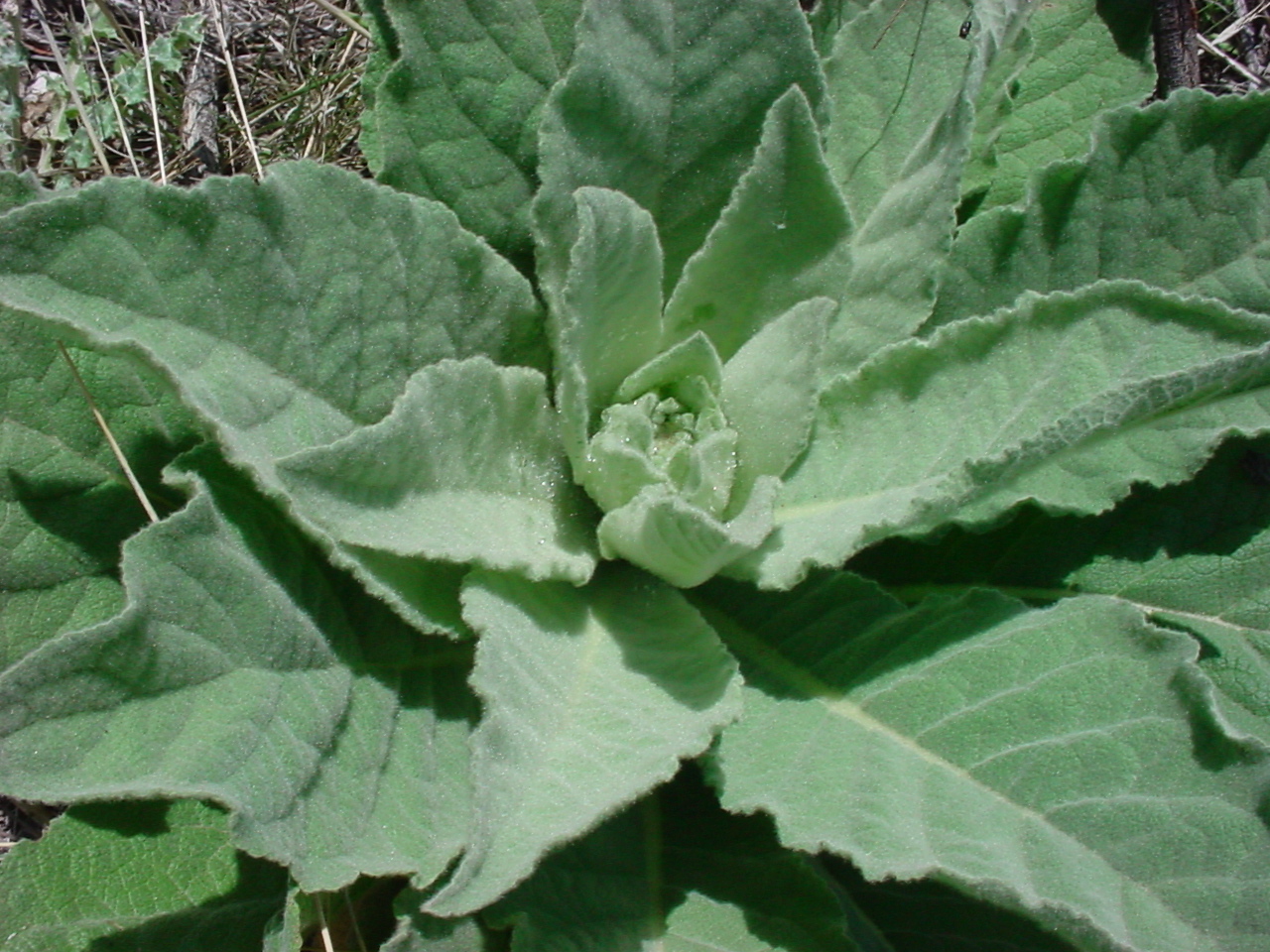 Fuzzy, light green basal leaves of a young plant