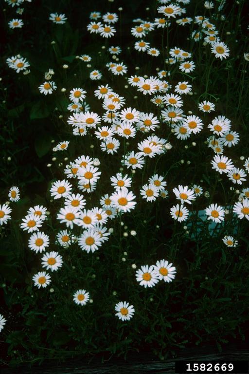 A group of flowers growing clustered together