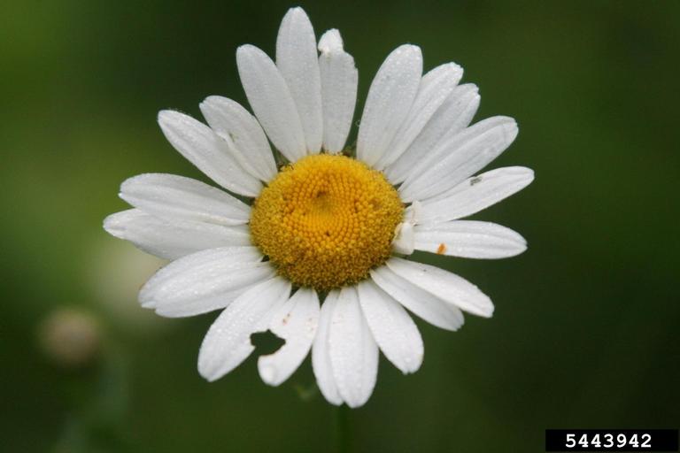 Top view of flower with white rays and yellow disk flowers