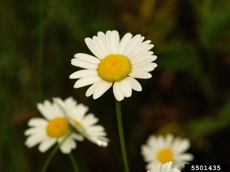 Slender stems and flowers