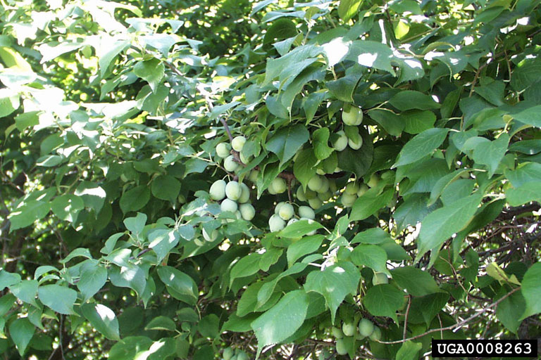 Growth habit showing typical abundant deciduous foliage and green fruits