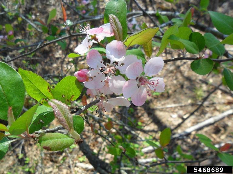 White-pink flowers with five petals