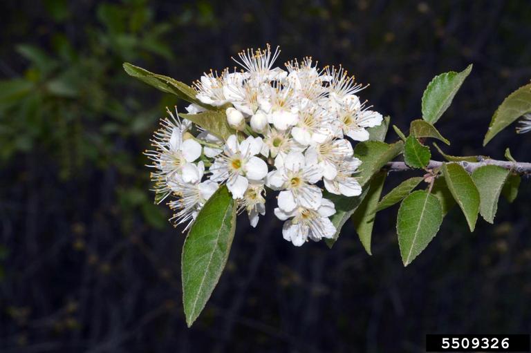 Example of flowers that have white petals and yellow stamens that appear slightly fuzzy