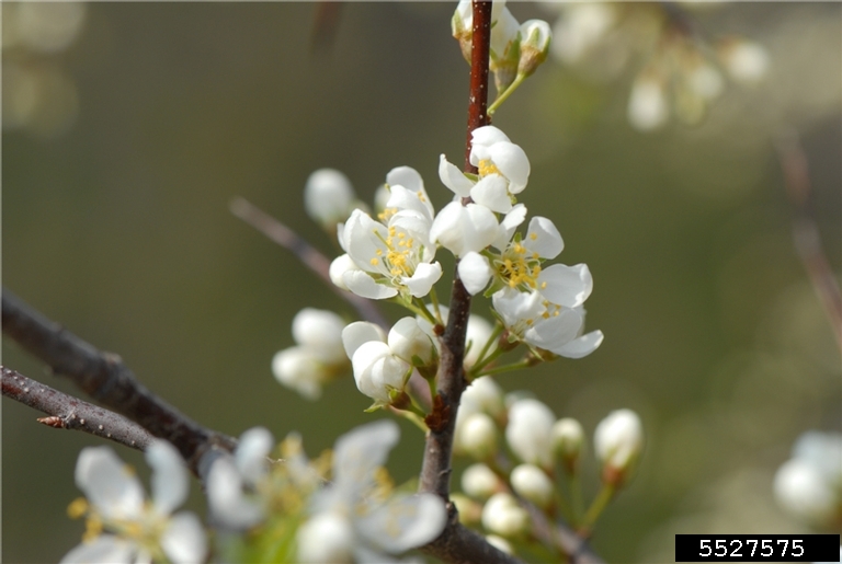 Arrangement of flowers on a reddish twig