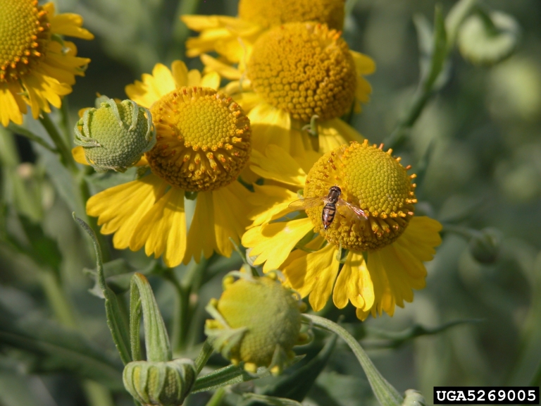 Flowers have prominent disks, which provide fodder for bees like the one picture here. Ray flowers are three-lobed. The entire flower is bright yellow.