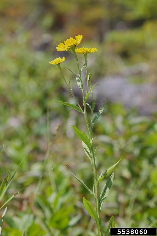 Growth habit with upright stems and somewhat branched structure