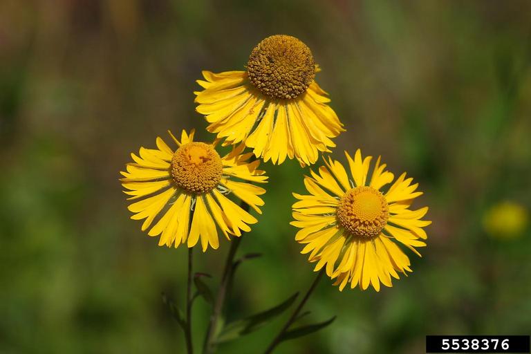 Flowers displaying protruding disk with ray flowers swept back toward the base of the flower