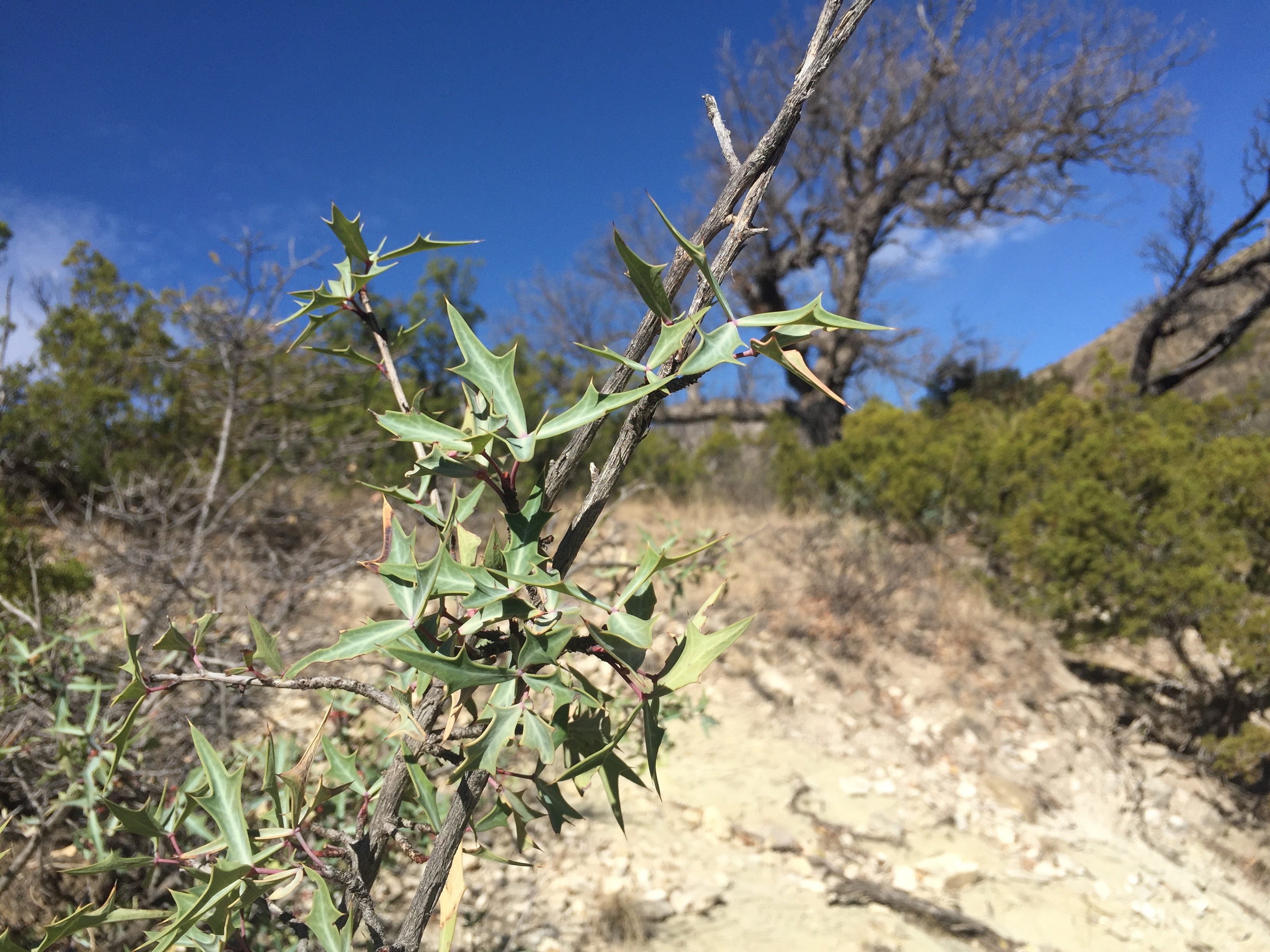 Spine-tipped leaves