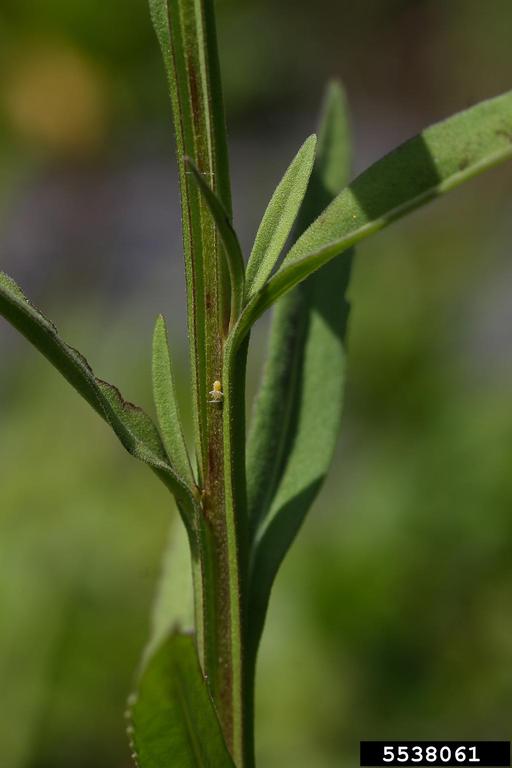 Winged stems and lanceolate foliage