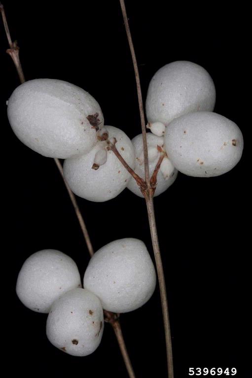 Fruit, which are very white and round, arranged on short twigs