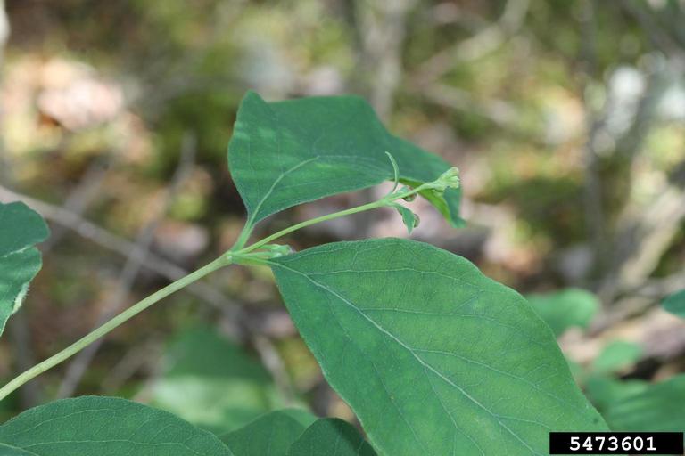 Leaves in an opposite arrangement on the stem with flower clusters.