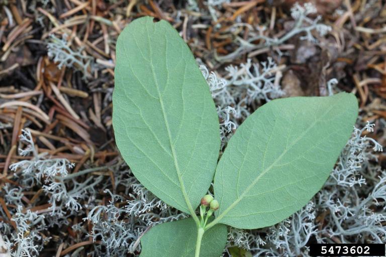 Terminal leaves with buds between them