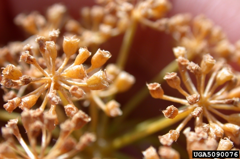 Flowers that have finished blooming and are turning into small capsules containing seeds