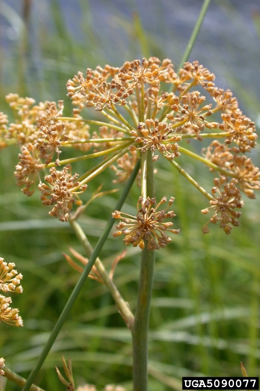 An entire umbel of tiny, light brown seed capsules that are just beginning to develop