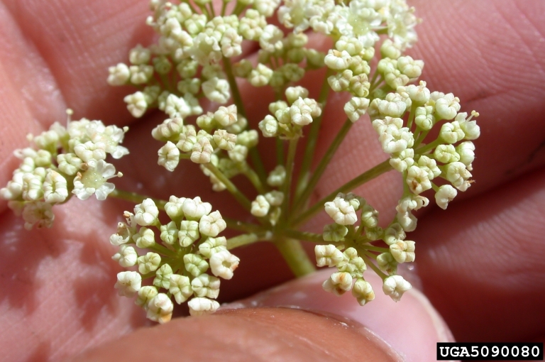 Umbel flower cluster with many small stems supporting tiny white flowers