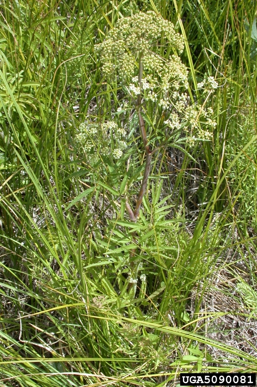 Growth habit with upright, branched stem; toothed, lanceolate leaves; and umbrella-shaped flower clusters on each branch