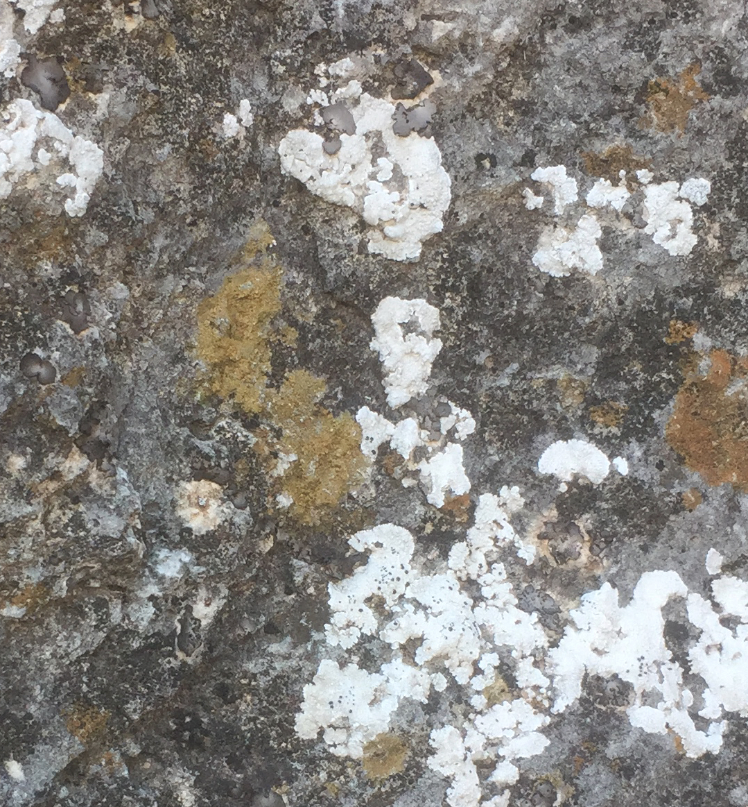 Brownish-green and white lichens with a flat growth habit clinging to a rock