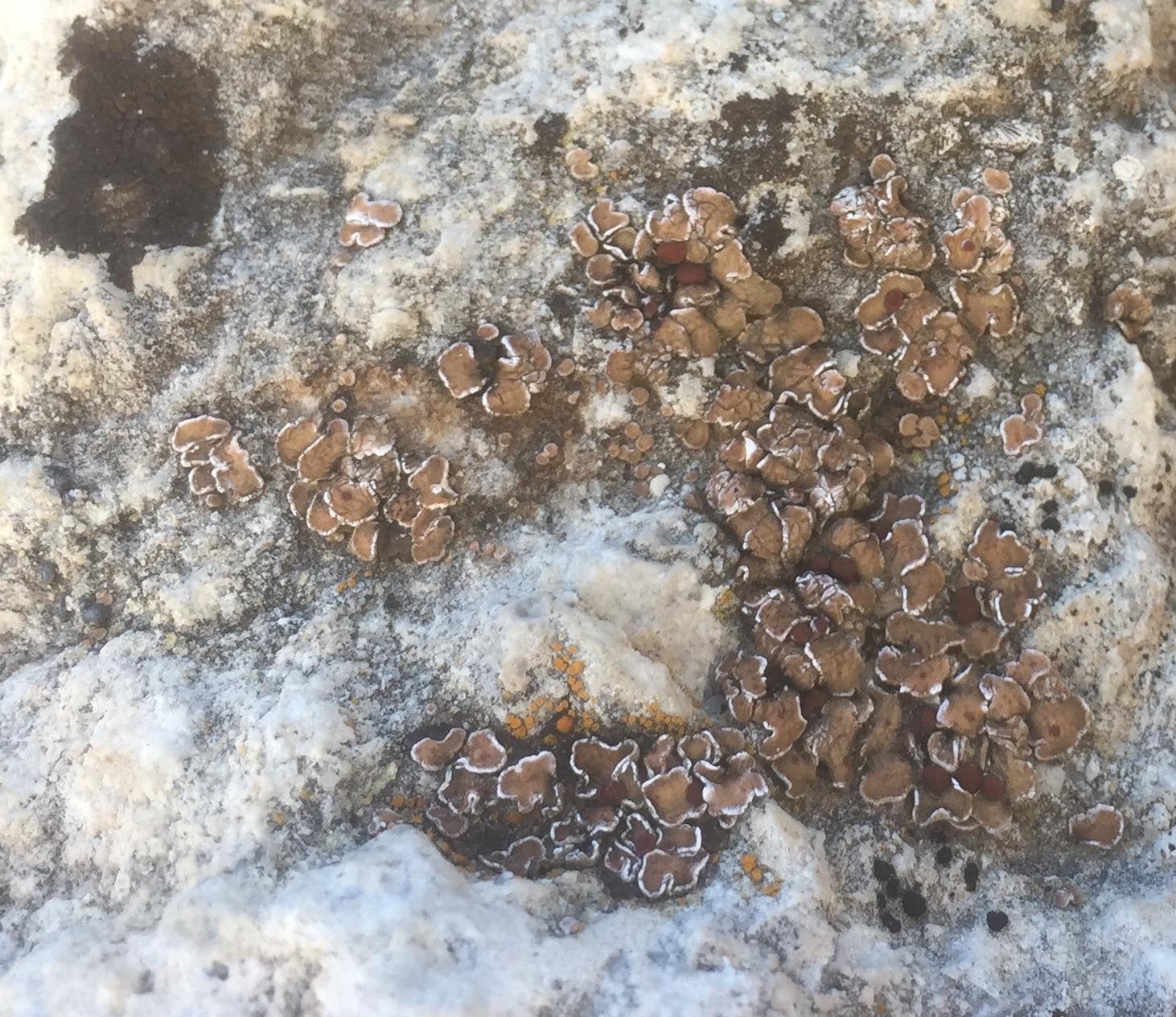 Brown lichen with a slightly crinkly growth habit, slightly raised from the rock substrate