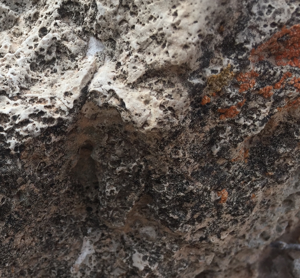 Red, brown, and black lichens growing on a rock. The red lichen has a slightly raised profile and bumpy texture.