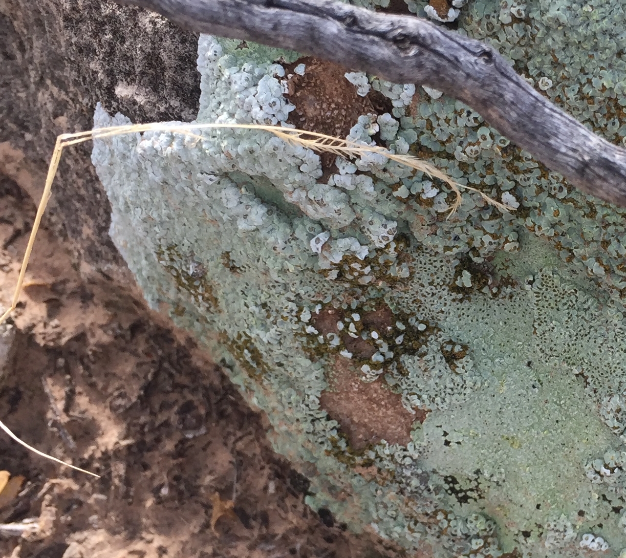 A light green lichen with a slightly bumpy, raised growth habit