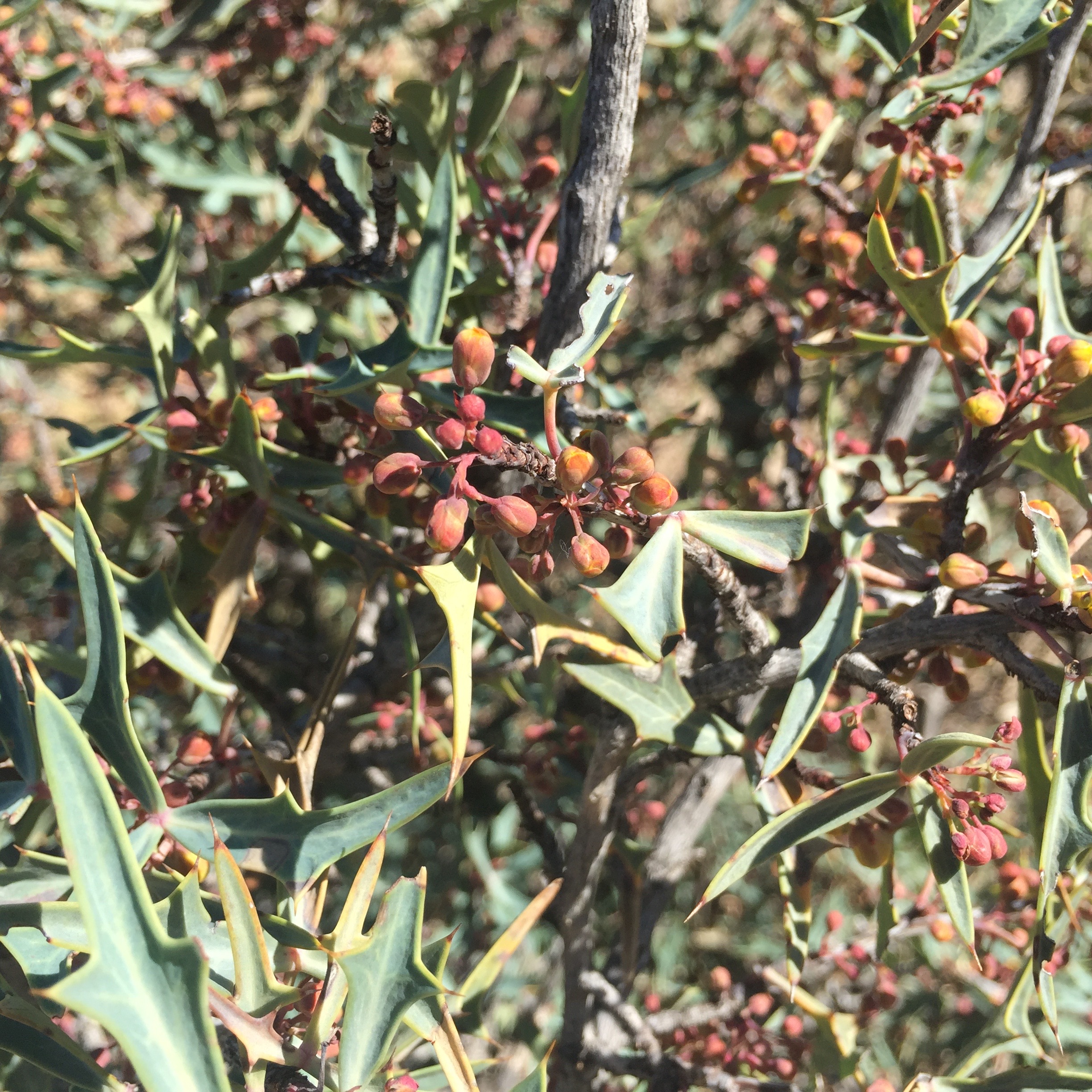 Ripening berries and spine-tipped foliage