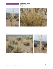 sample page of the book, images of a plant
