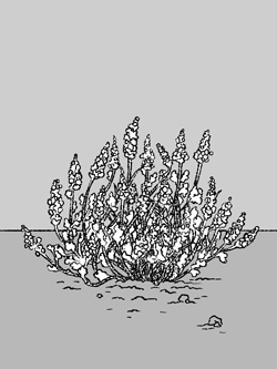Illustration of brush plant type as described below