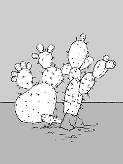Illustration of cacti plant type as described below