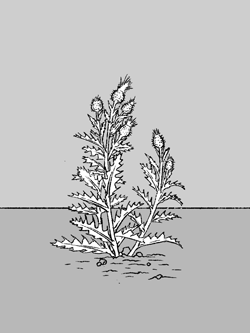 Illustration of forbs plant type as described below