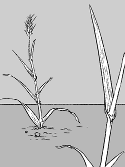Illustration of grass plant type as described below