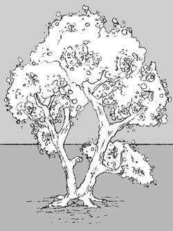 Illustration of trees plant type as described below